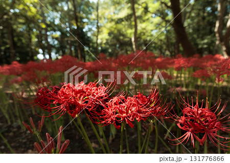 秋の気配を感じさせる色とりどりの彼岸花 131776866