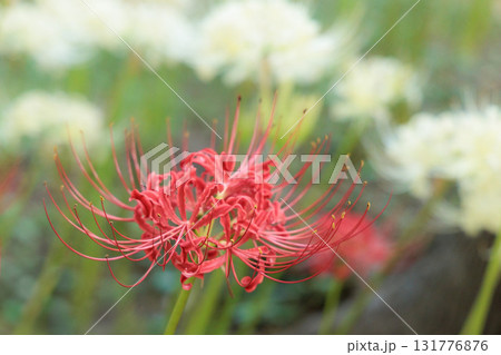 秋の気配を感じさせる色とりどりの彼岸花 秋の気配を感じさせる色とりどりの彼岸花 131776876