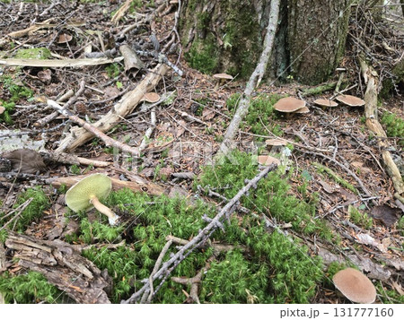 アミハナイグチの群生 Growing Suillus bovinus in forest 131777160