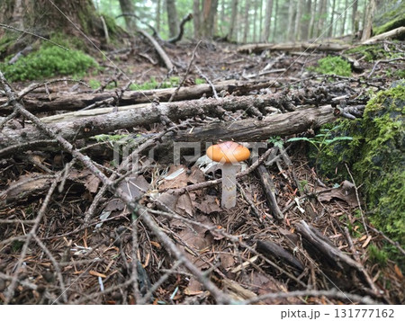 森に佇むアブラシメジ Lone Suillus bovinus in forest 131777162