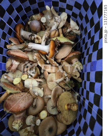 収穫したきのこが詰まったカゴ Basket Full of Foraged Mushrooms 収穫したきのこが詰まったカゴ Basket Full of Foraged Mushrooms 131777165