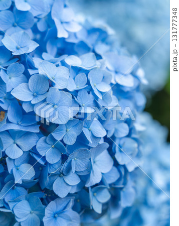 紫陽花 131777348