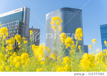 菜の花畑と高層ビル群（浜離宮恩賜庭園） 131777363