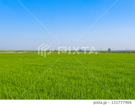 麦畑の広がる風景 131777466