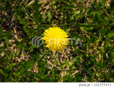 野辺に咲く一輪のブタナの花 野辺に咲く一輪のブタナの花 131777471