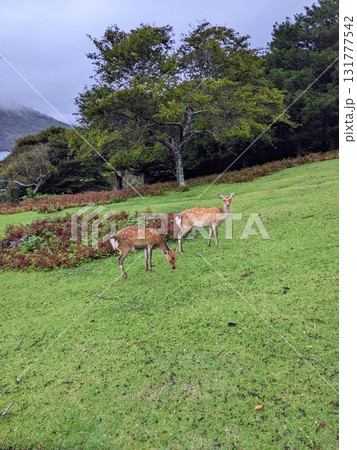 金華山で草を食べる鹿 金華山で草を食べる鹿 131777542