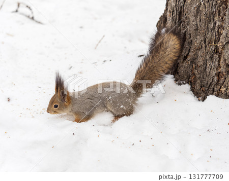 The squirrel in winter sits on white snow. The squirrel in winter sits on white snow. 131777709