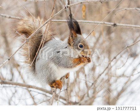 The squirrel with nut sits on tree in the winter or late autumn 131777711