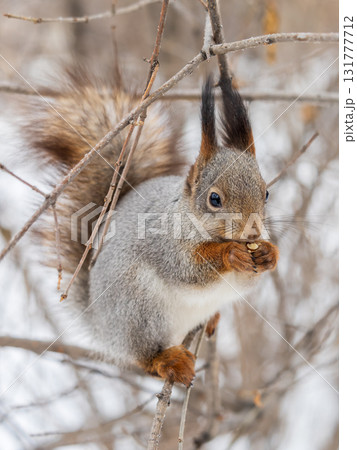 The squirrel with nut sits on tree in the winter or late autumn The squirrel with nut sits on tree in the winter or late autumn 131777712
