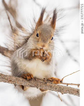 The squirrel with nut sits on tree in the winter or late autumn The squirrel with nut sits on tree in the winter or late autumn 131777721