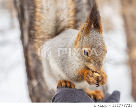 Squirrel eats nuts from a man's hand. Caring for animals in winter or autumn. Squirrel eats nuts from a man's hand. Caring for animals in winter or autumn. 131777723