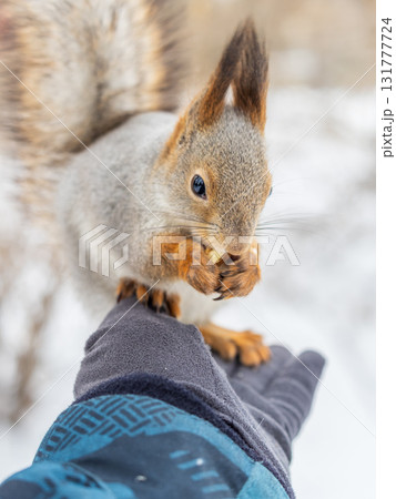 Squirrel eats nuts from a man's hand. Caring for animals in winter or autumn. 131777724