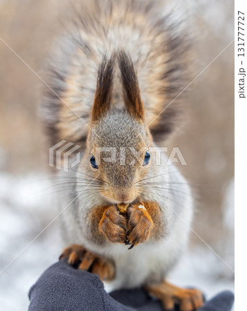 Squirrel eats nuts from a man's hand. Caring for animals in winter or autumn. 131777727