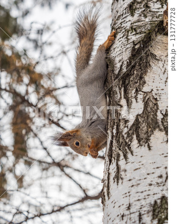 Squirrel sitting upside down on a tree trunk. The squirrel hangs upside down on a tree against colorful blurred background. Close-up. 131777728