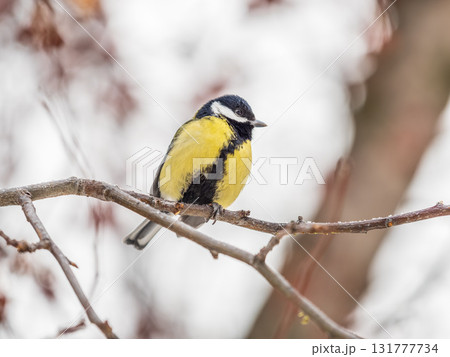 Cute bird Great tit, songbird sitting on a branch without leaves in the autumn or winter. Cute bird Great tit, songbird sitting on a branch without leaves in the autumn or winter. 131777734
