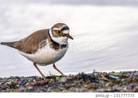 Little ringed plover (Charadrius dubius), bird standing on the lake shore 131777735