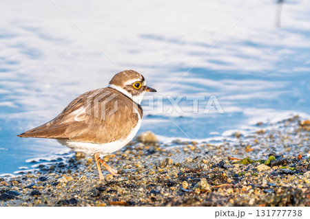 Little ringed plover (Charadrius dubius), bird standing on the lake shore Little ringed plover (Charadrius dubius), bird standing on the lake shore 131777738