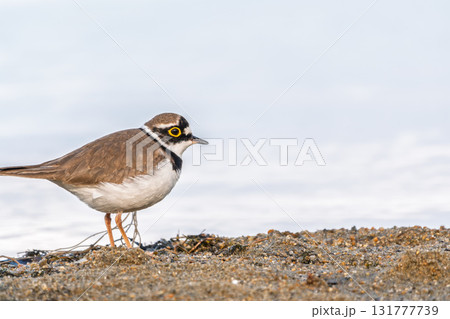 Little ringed plover (Charadrius dubius), bird standing on the lake shore 131777739