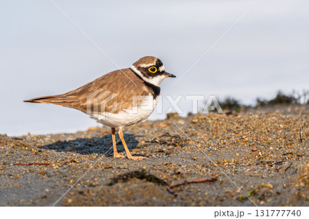 Little ringed plover (Charadrius dubius), bird standing on the lake shore Little ringed plover (Charadrius dubius), bird standing on the lake shore 131777740