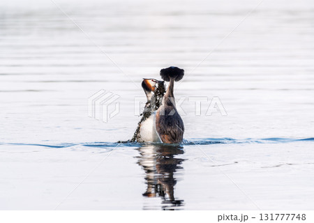 Mating games of two water birds Great Crested Grebes. Two waterfowl birds Great Crested Grebes swim in the lake with heart shaped silhouette 131777748