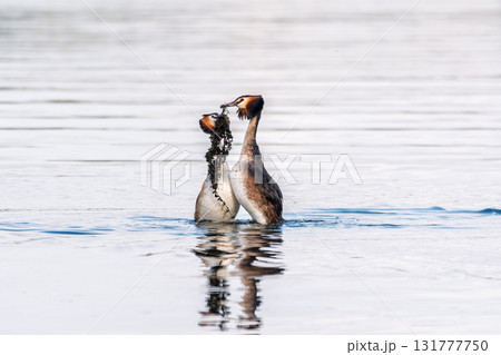 Mating games of two water birds Great Crested Grebes. Two waterfowl birds Great Crested Grebes swim in the lake with heart shaped silhouette Mating games of two water birds Great Crested Grebes. Two waterfowl birds Great Crested Grebes swim in the lake with heart shaped silhouette 131777750