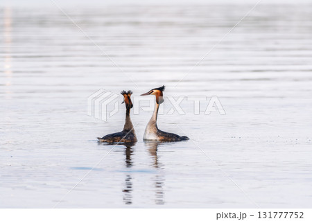 Mating games of two water birds Great Crested Grebes. Two waterfowl birds Great Crested Grebes swim in the lake with heart shaped silhouette 131777752