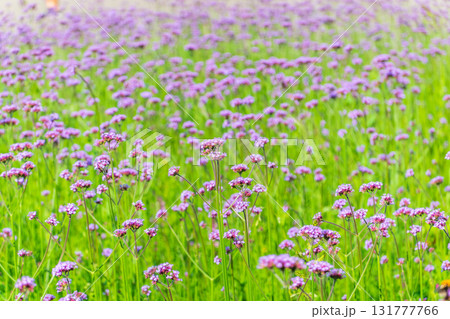 Verbena bonariensis flowers, Argentinian Vervain or Purpletop Vervain, Clustertop Vervain, Tall Verbena, Pretty Verbena, in garden Verbena bonariensis flowers, Argentinian Vervain or Purpletop Vervain, Clustertop Vervain, Tall Verbena, Pretty Verbena, in garden 131777766