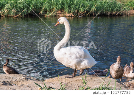 Wild swans with their offspring on a pond in the reeds. Incredibly beautiful nature and birds. 131777783