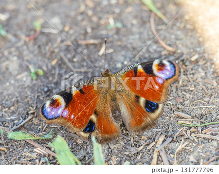 Peacock butterfly on the ground among the grass Peacock butterfly on the ground among the grass 131777796