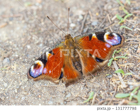Peacock butterfly on the ground among the grass 131777798