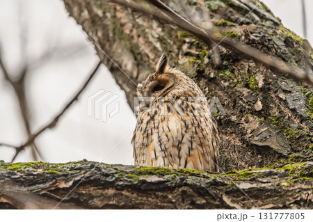 Long-eared owl (Asio otus), looking forward with wide opened eyes Long-eared owl (Asio otus), looking forward with wide opened eyes 131777805