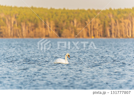 Graceful white Swan swimming in the lake, swans in the wild. Portrait of a white swan swimming on a lake. 131777807