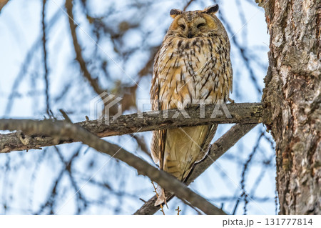 Long-eared owl (Asio otus), looking forward with wide opened eyes 131777814