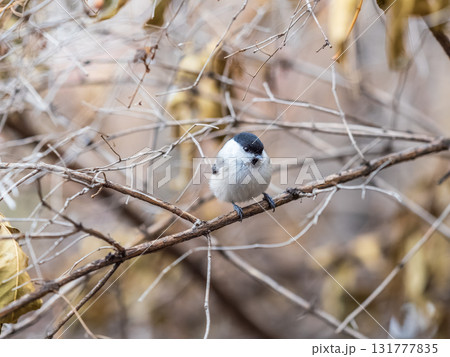 Cute bird the willow tit, song bird sitting on a branch without leaves in the winter. Cute bird the willow tit, song bird sitting on a branch without leaves in the winter. 131777835