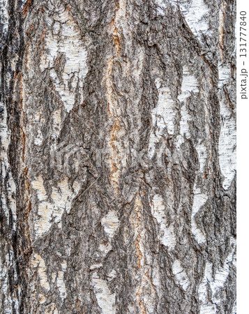 The texture of the birch bark. 131777840