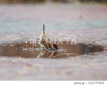 Sparrows splash in a puddle in autumn Sparrows splash in a puddle in autumn 131777845