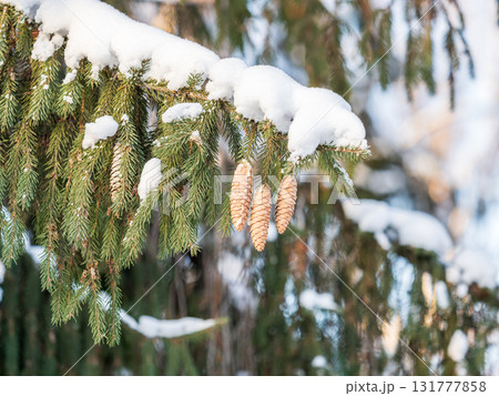 Green fir branches in winter covered with snow. Branches of fir tree as background. Frosty spruce branches. Outdoor with snowy winter nature. Forest landscape 131777858