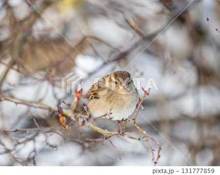 Sparrow sits on a branch without leaves. 131777859