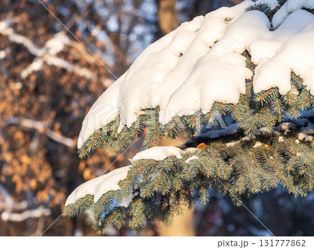 Green fir branches in winter covered with snow. Branches of fir tree as background. Frosty spruce branches. Outdoor with snowy winter nature. Forest landscape 131777862