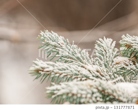 Green fir branches in winter covered with snow. Branches of fir tree as background. Frosty spruce branches. Outdoor with snowy winter nature. Forest landscape 131777871