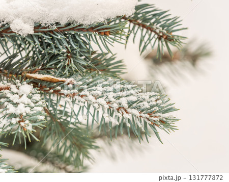 Green fir branches in winter covered with snow. Branches of fir tree as background. Frosty spruce branches. Outdoor with snowy winter nature. Forest landscape Green fir branches in winter covered with snow. Branches of fir tree as background. Frosty spruce branches. Outdoor with snowy winter nature. Forest landscape 131777872