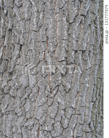 Bark texture and background of a old tree trunk. Detailed bark texture. Bark texture and background of a old tree trunk. Detailed bark texture. 131777874