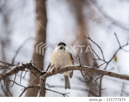 Cute bird the willow tit, song bird sitting on a branch without leaves in the winter. Cute bird the willow tit, song bird sitting on a branch without leaves in the winter. 131777875