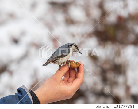 The Eurasian nuthatch eats seeds from a man's hand. Hungry bird wood nuthatch eating seeds from a hand during winter or autumn The Eurasian nuthatch eats seeds from a man's hand. Hungry bird wood nuthatch eating seeds from a hand during winter or autumn 131777881