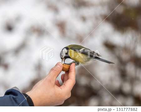 A tit sits on a man's hand and eats seeds. A tit sits on a man's hand and eats seeds. 131777882