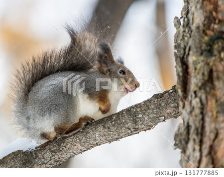 Squirrel sits on a branch in Autumn park Squirrel sits on a branch in Autumn park 131777885