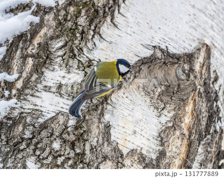 Cute bird Great tit, songbird sitting on the tree trunk 131777889