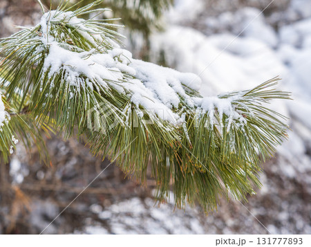 Cedar branches with long fluffy needles in winter covered with snow 131777893