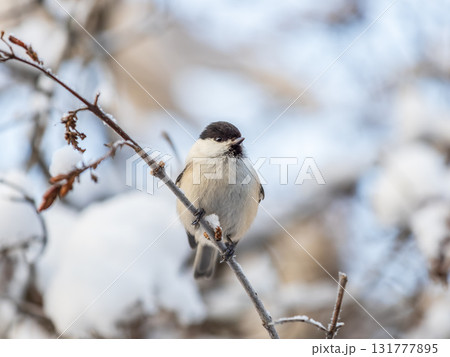 Cute bird the willow tit, song bird sitting on a branch without leaves in the winter. Cute bird the willow tit, song bird sitting on a branch without leaves in the winter. 131777895