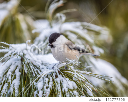 Cute bird the willow tit, song bird sitting on the fir branch with snow in winter Cute bird the willow tit, song bird sitting on the fir branch with snow in winter 131777896